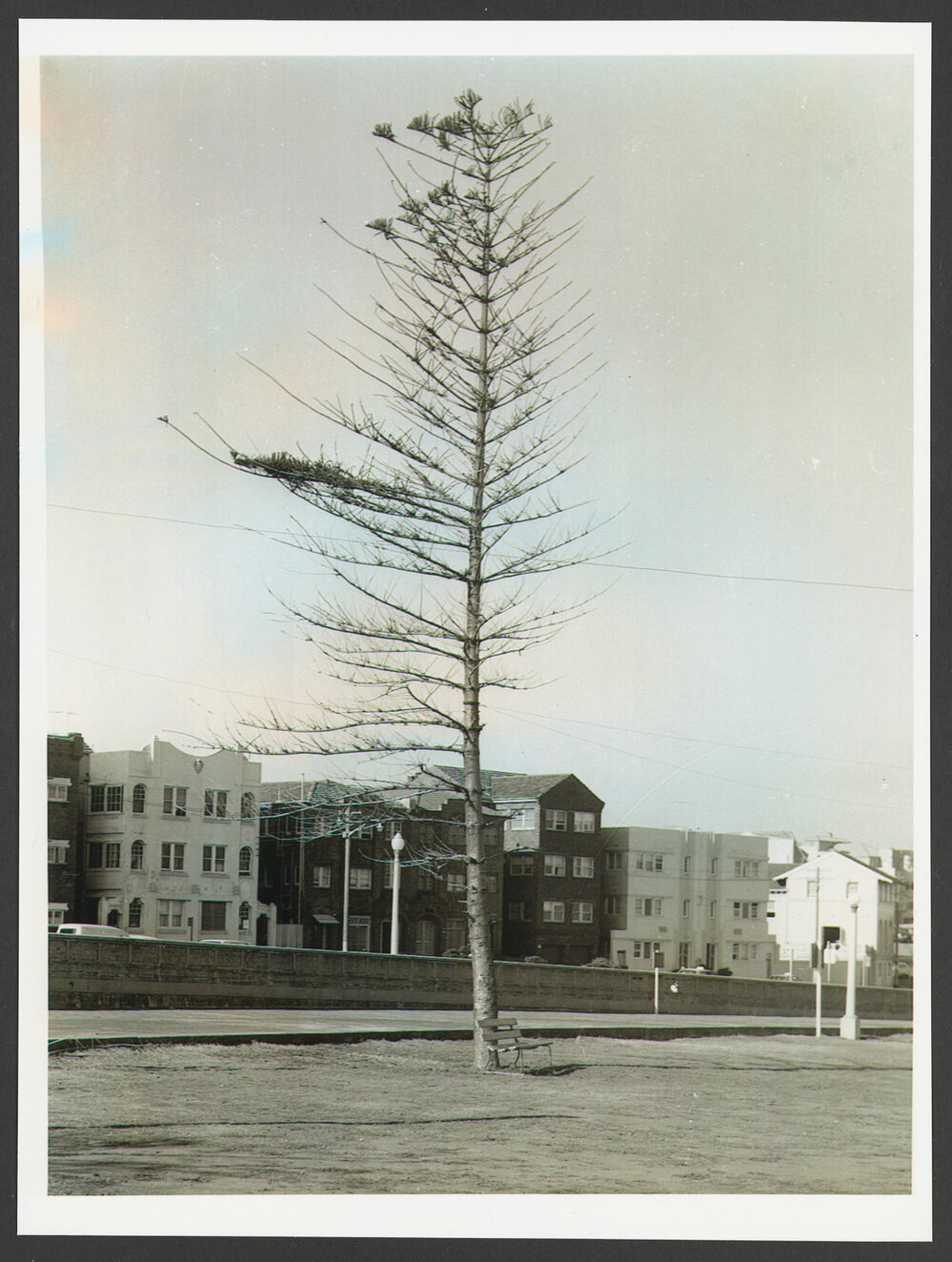 Norfolk Island pine tree in Bondi Park. Buildings in Campbell Parade.