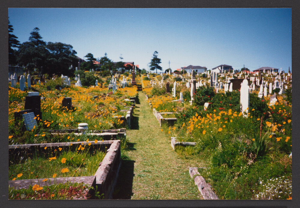 Spring Flowers ( Coreopsis ) in section 10.