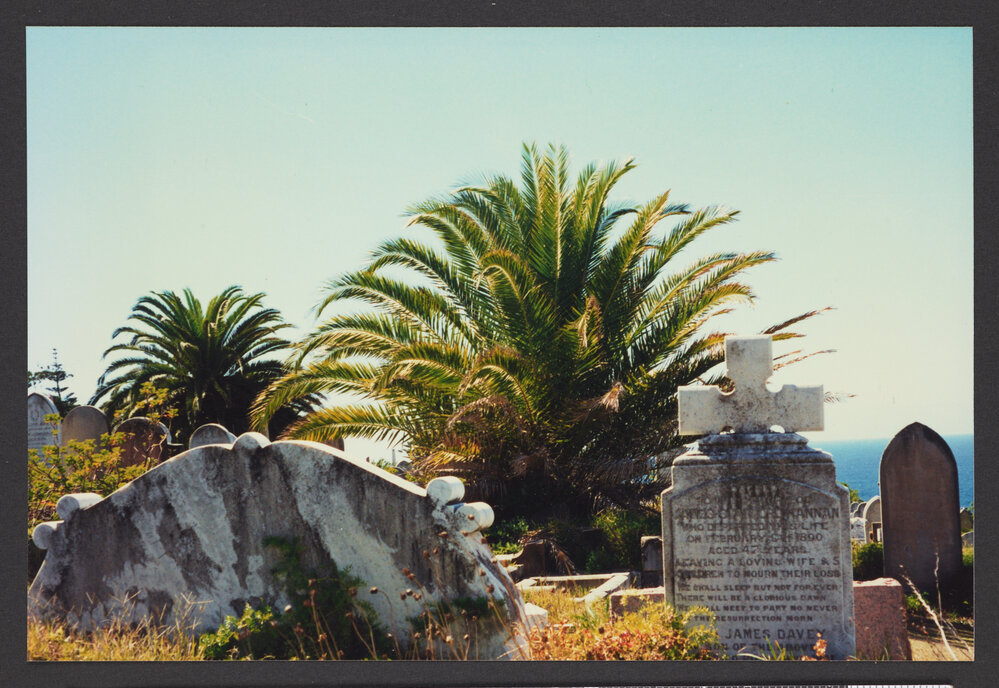Trees, Plants, Flora amongst the Headstones. Two Canary Island Palms.