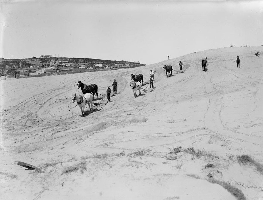 The Sandhills of Bondi
