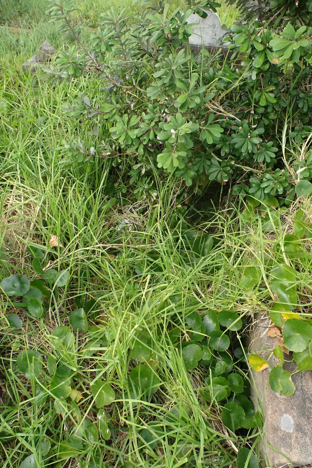 W-19-CE-SL-4958 2