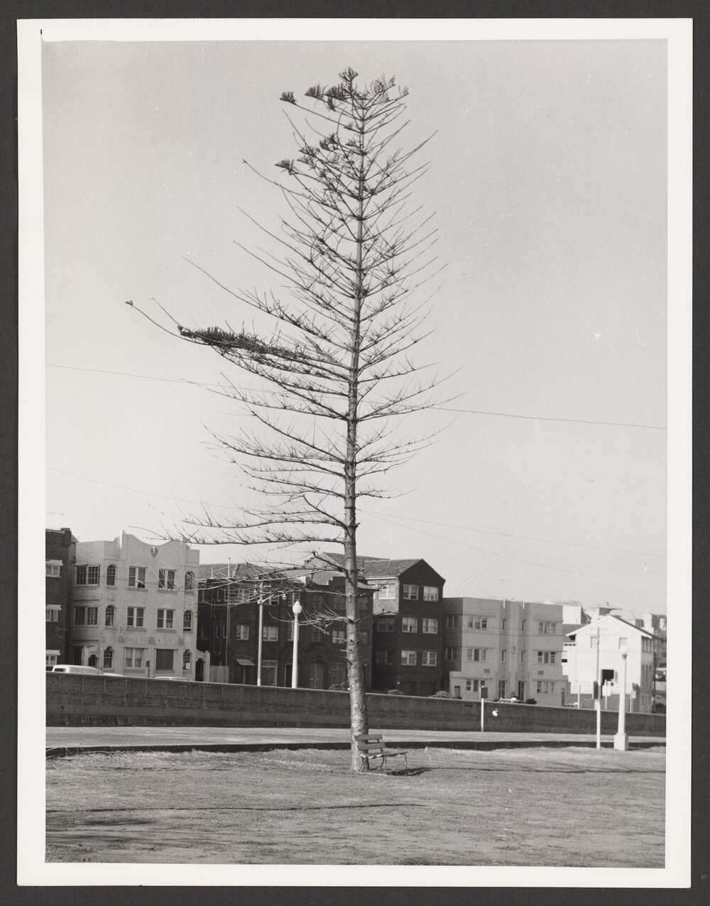 Bondi beach, This tree was treated with 25 pounds of Ammonium sulphate over a period from 10th April 1947. By 24th April 1967 the grass around the base had greened up but there was little change in the tree at February 1968.