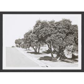 Wallangra Rd, Dover Heights. Corner of Raleigh Street.