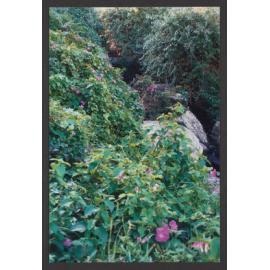 Waterfall Course, Tamarama Gully.