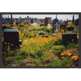 Spring Flowers ( Coreopsis )