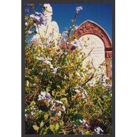 Trees, Plants, Flora amongst the Headstones. Two Canary Island Palms.
