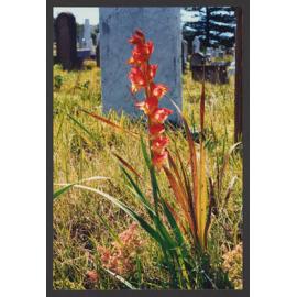 Trees, Plants, Flora amongst the Headstones. Gladiolus