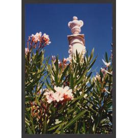 Trees, Plants, Flora amongst the Headstones. Nerium Oleander a column with urn.
