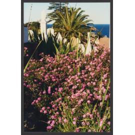 Trees, Plants, Flora amongst the Headstones. Lantana Montevioensis and Canary Island Palm.