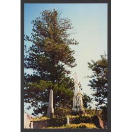 Trees, Plants, Flora amongst the Headstones. Norfolk Island Pine and section 2.