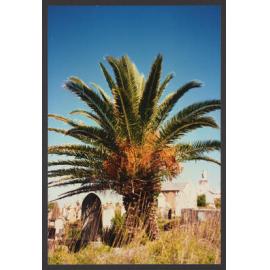 Trees, Plants, Flora amongst the Headstones. Canary Island Palm