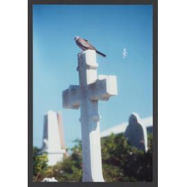 Pigeon sitting on white cross