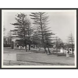 Bondi beach, This is the southern or better end at Bondi, Foliage is beginning to thin out.