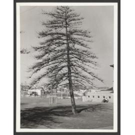 Recently dead tree Bondi, 24th April 1967, this tree had previously a good foliage cover as indicated by the density of branches.