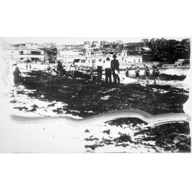 Seaweed washed up on Bondi Beach by tide