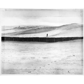 Brush Fences on Bondi Sand Dunes