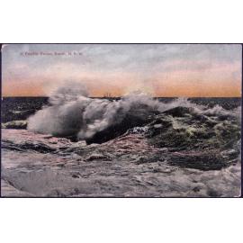 A Pacific Roller, Bondi, N.S.W.