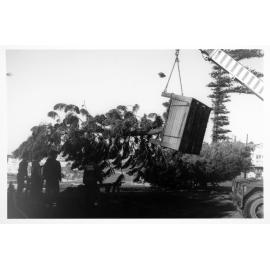 Bondi Beach Norfolk Island Pines Planting - 1990's