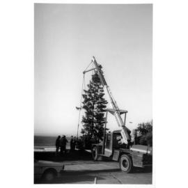 Bondi Beach Norfolk Island Pines Planting - 1990's