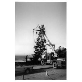 Bondi Beach Norfolk Island Pines Planting - 1990's