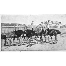 Barracluff's Ostrich Farm
