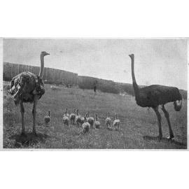 Barracluff's Ostrich Farm