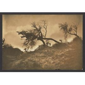 Bondi Sand Hills - 1900