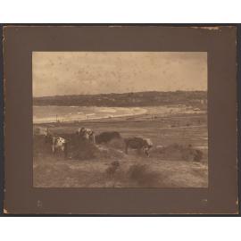 Cows grazing near Bondi Beach