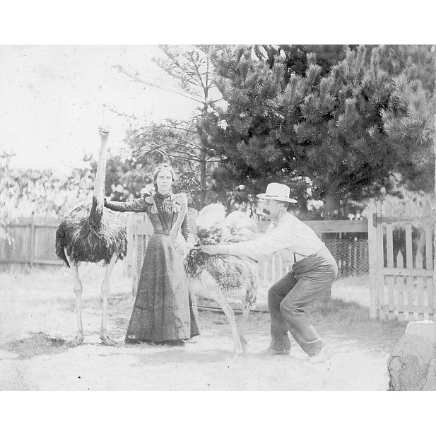 Barracluff's Ostrich Farm
