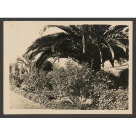 Waverley Park, trees and flower beds in Waverley Park.