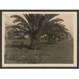 Waverley Park, trees and flower beds in Waverley Park.