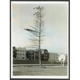 Norfolk Island pine tree in Bondi Park. Buildings in Campbell Parade.
