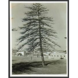 Norfolk Island Pine Trees in Bondi Park. Bondi Pavilion, right.