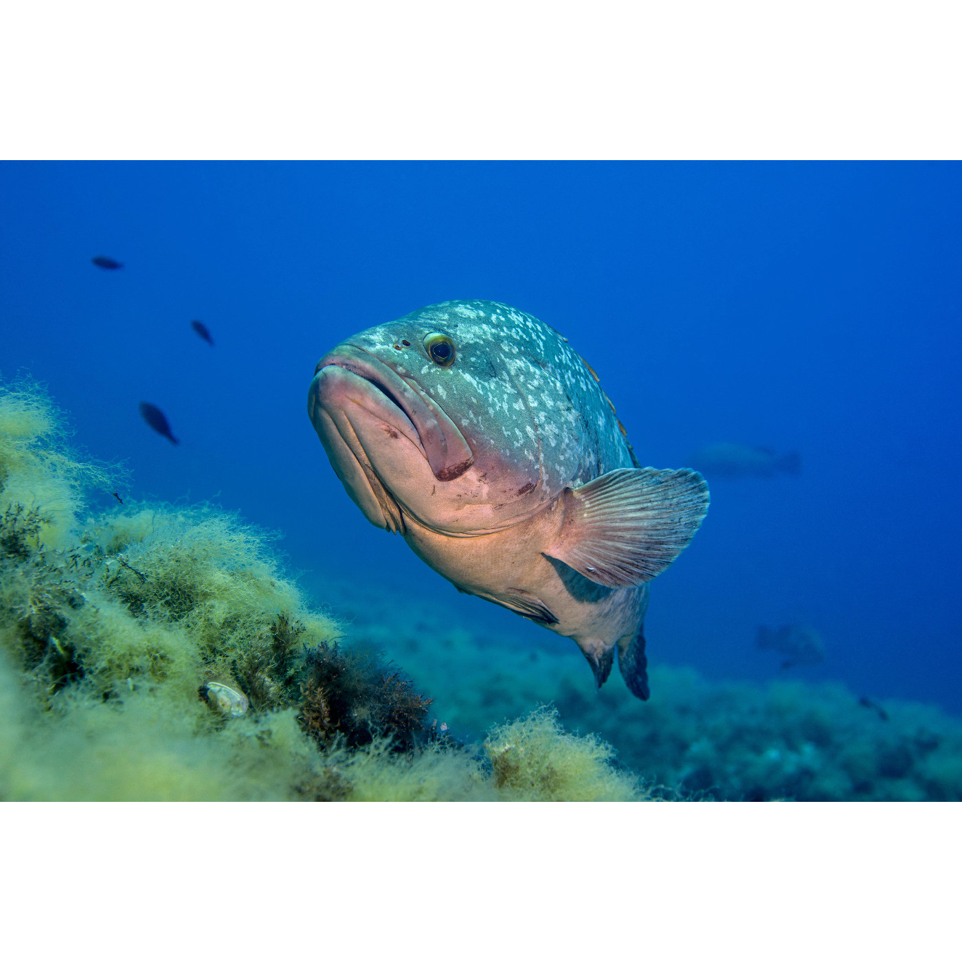 The Blue Groper