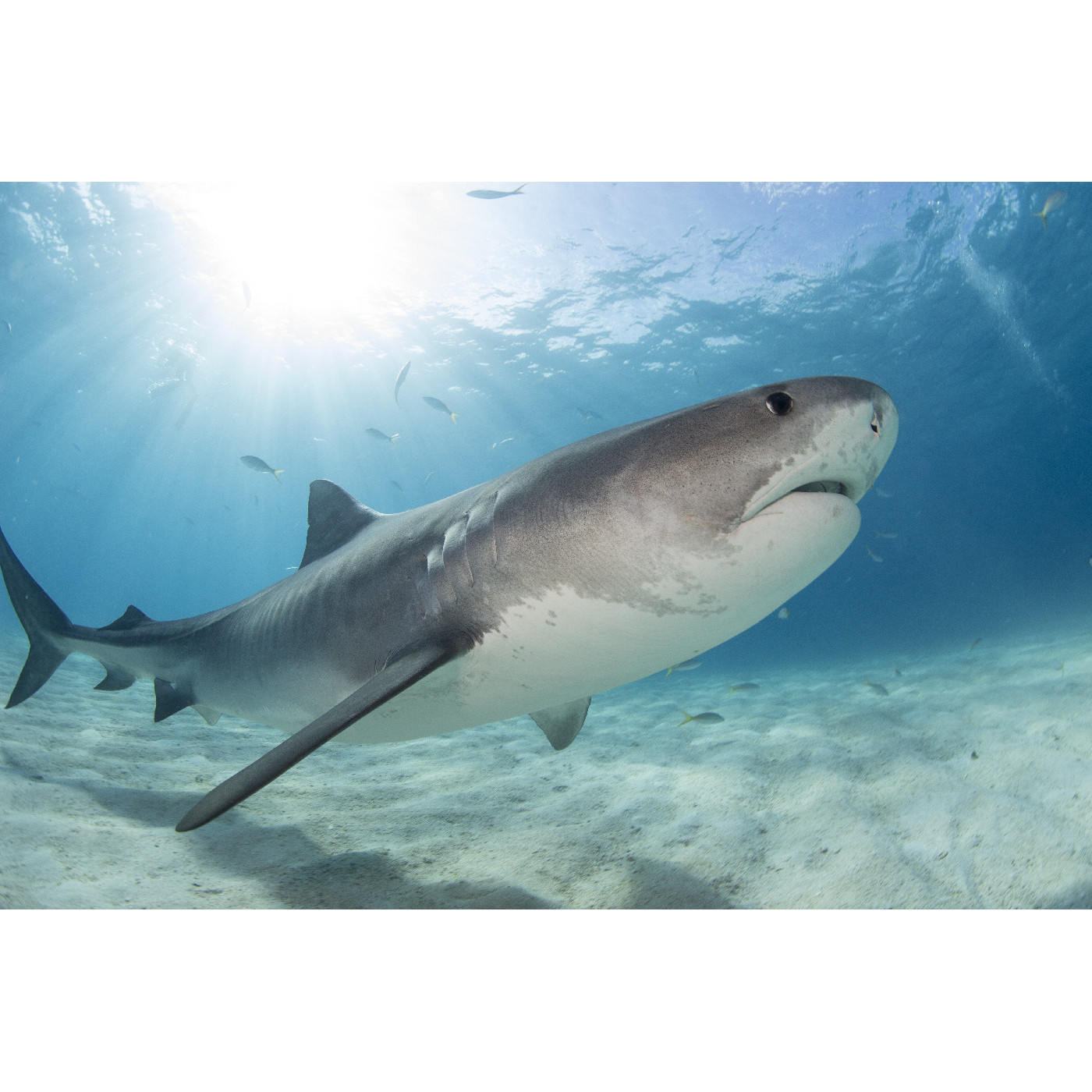 The Bondi Shark Net