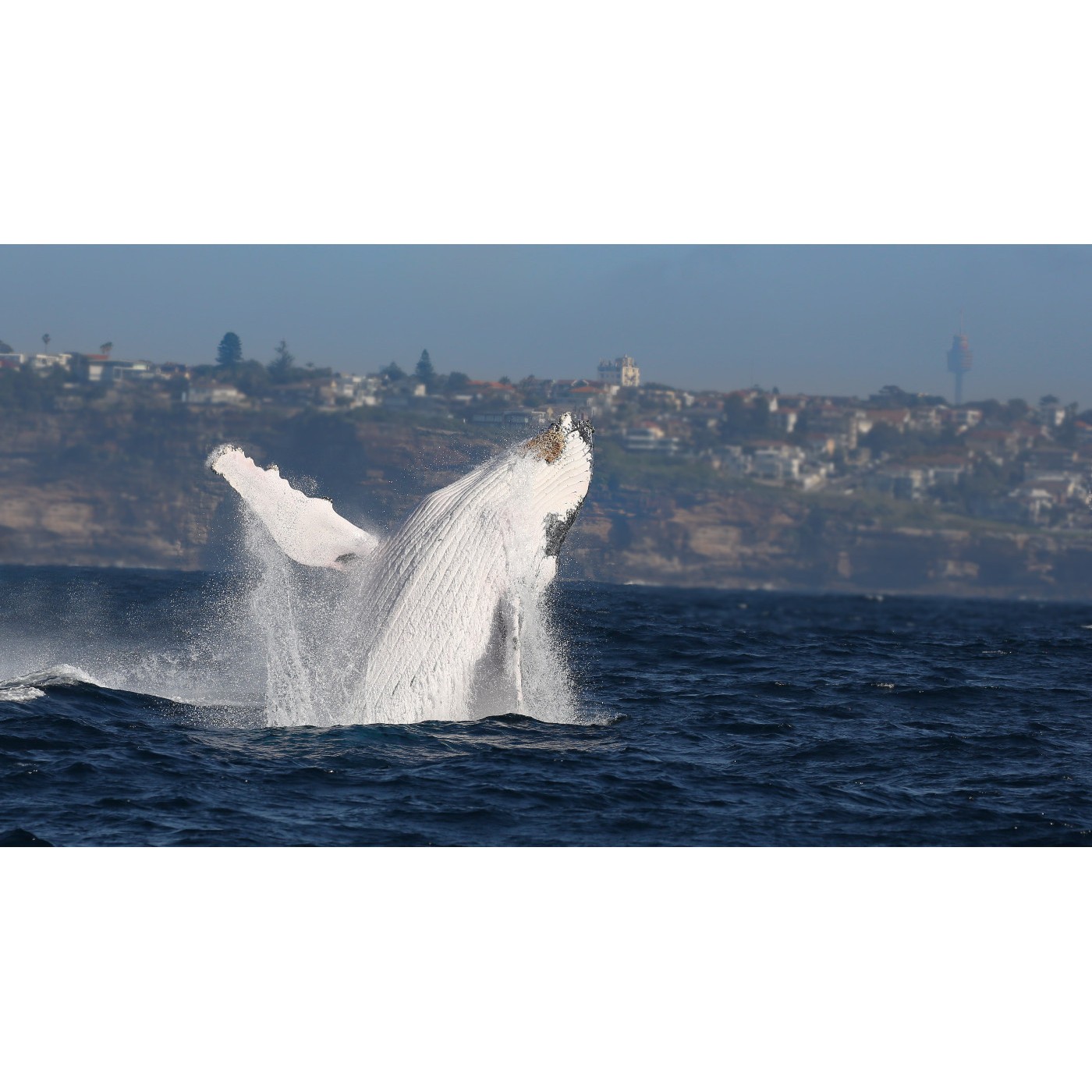 Whale season in Bondi
