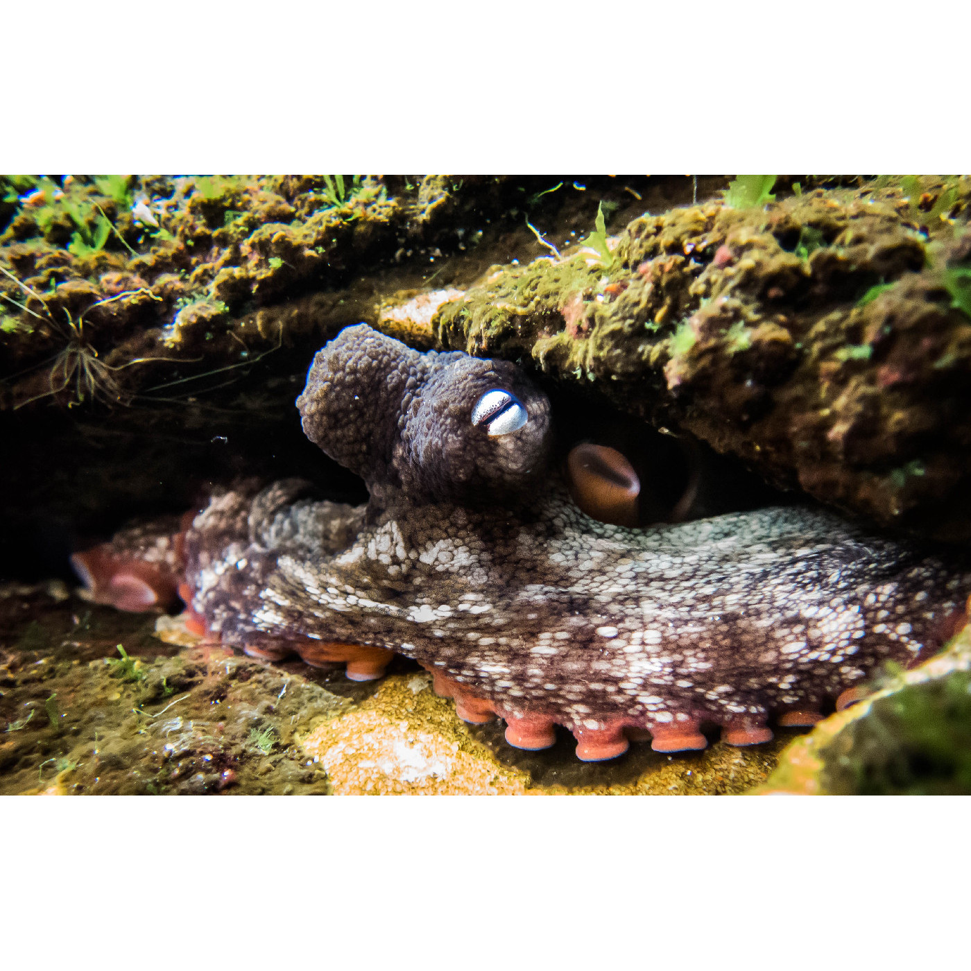 Gloomy Octopus