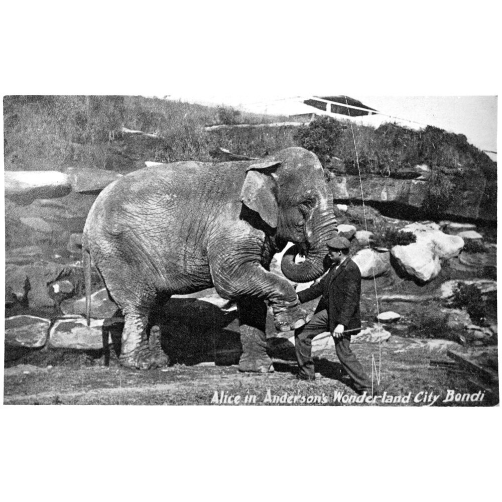 Alice the Elephant