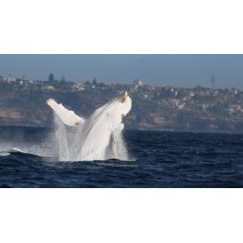 Whale season in Bondi