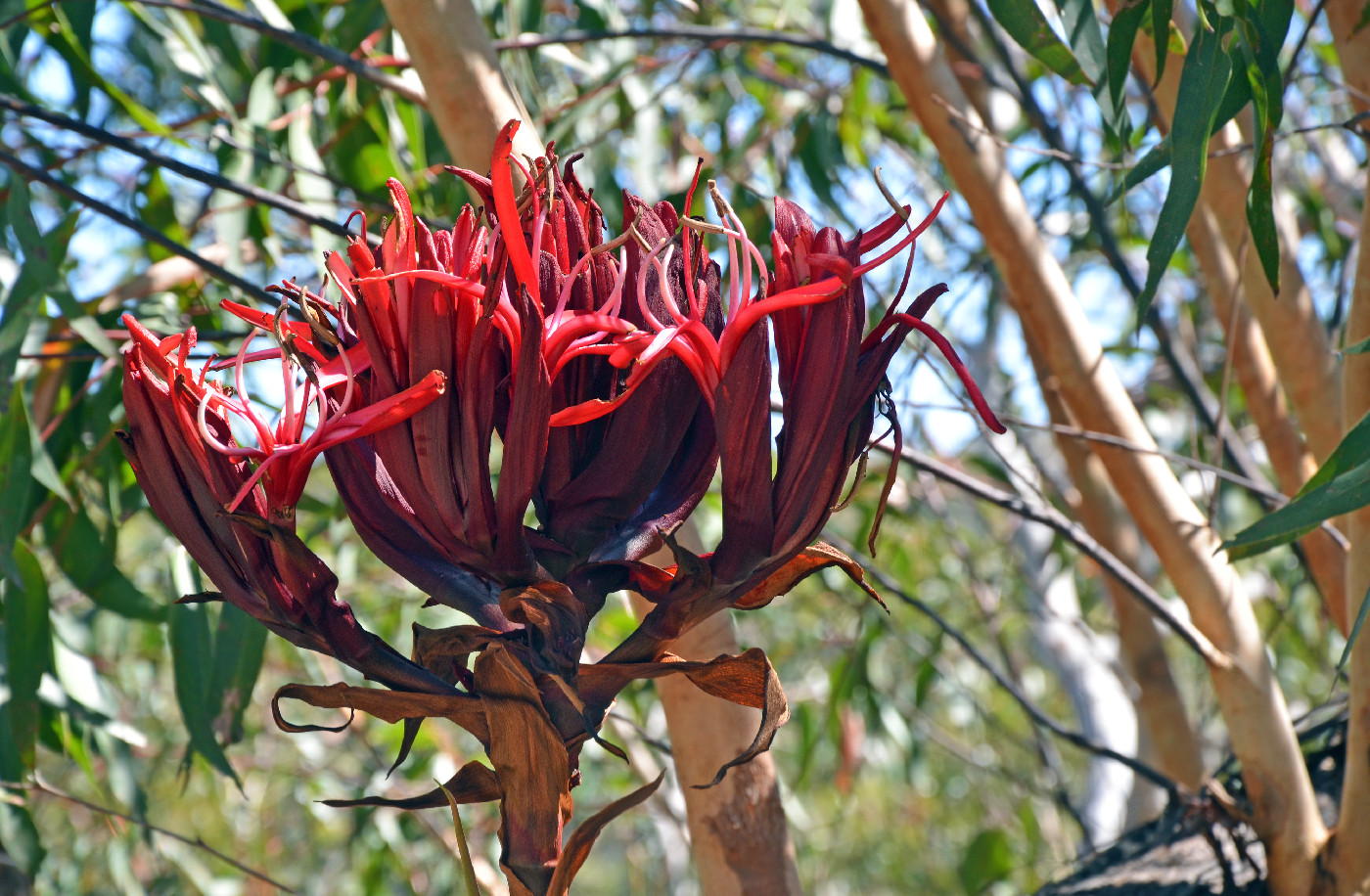 Dreaming story - Gymea Lily